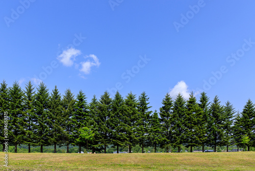 北海道平取町、整然と並ぶトドマツ【6月】