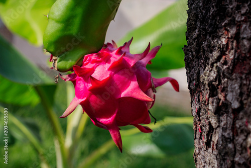 Pitahaya, Selenicereus, Selenicereus undatus, Selenicereus costaricensis