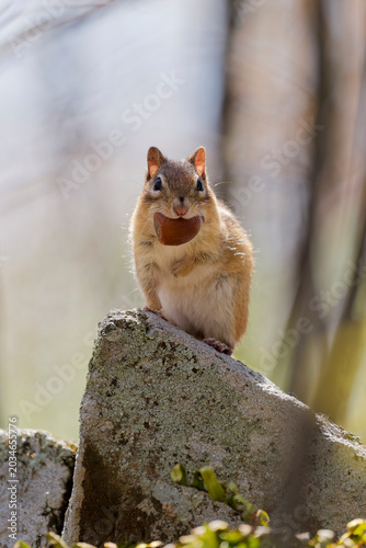 Cuadro en lienzo A chipmunk eating an acorn held by its paws on a rock in spring (Cap-Saint-Ignac