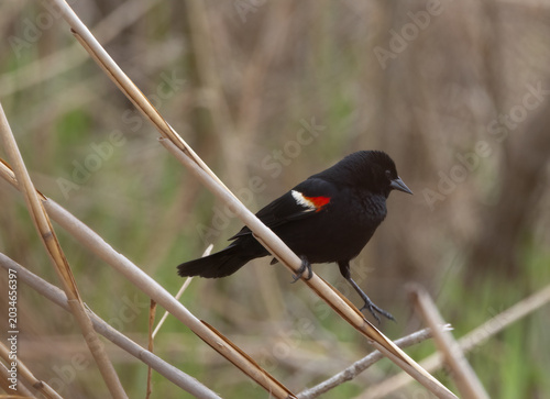 Billede på lærred Male Red-winged Blackbird in reeds in springtime at Rondeau Park Ontario