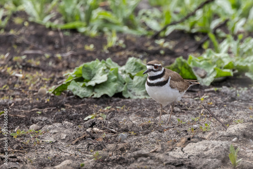 Schilderij op canvas Cute Killdeer Plover in a dry crop field in springtime in Ontario