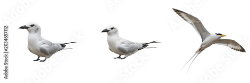 Fotografie White-tailed tropicbird, Phaethon lepturus, tropical ocean habitat, seabird phot