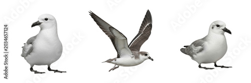 Foto White-bellied storm petrel, Fregetta grallaria, pelagic ocean habitat, seabird p