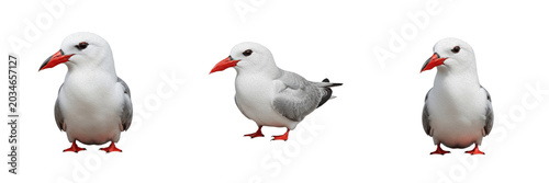 Photos Red-billed tropicbird, Phaethon aethereus, white body, Phaethontiformes, tropica