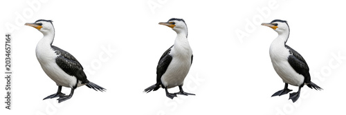 Tableau sur toile Little pied cormorant, Microcarbo melanoleucos, white morph, Phalacrocoracidae,