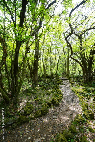 fine spring pathway through old trees