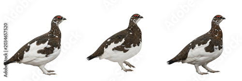 Photos Willow ptarmigan, Lagopus lagopus, white morph, Phasianidae, subarctic willow sc