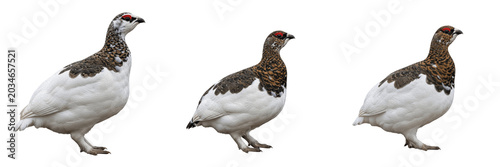 Canvastavla Ptarmigan, Lagopus muta, winter white plumage, Phasianidae, alpine tundra habita