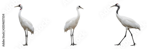 Tableau sur toile White crane, Grus americana, large white bird, Gruidae, North American wetland h