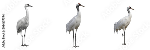 Schilderij op canvas Siberian crane, Leucogeranus leucogeranus, pure white plumage, Gruidae, arctic t