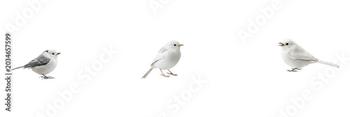 Foto White rail, Laterallus albigularis, small white bird, Rallidae, marsh undergrowt