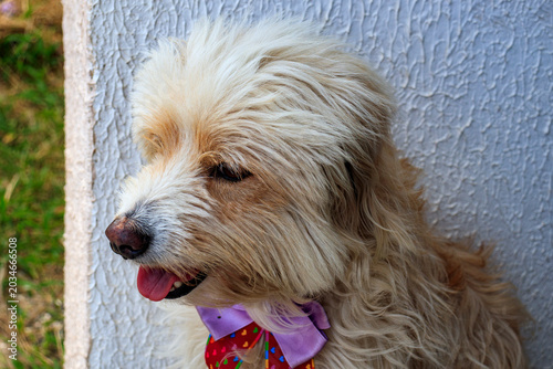Dog
