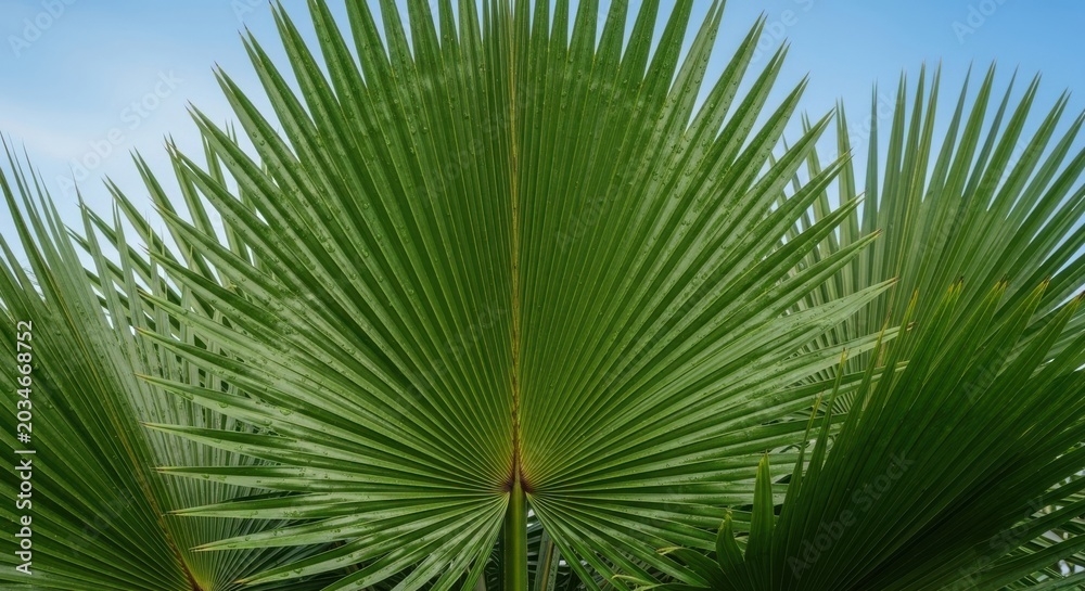 Obraz premium Close-up of a Glossy Fan Palm Leaf