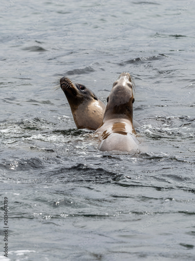 Naklejka premium Sea Lions of La Jolla Cove in San Diego