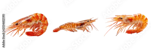 Obraz  z motywem Fresh raw tiger shrimp isolated on transparent background. Premium seafood ingredient perfect for grilling, boiling, and luxury seafood restaurant menu design.
