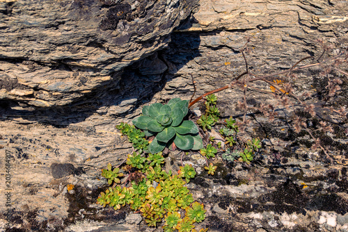 Cuadro en lienzo Green succulent plant roots penetrating stratified rock layers causing mechanica