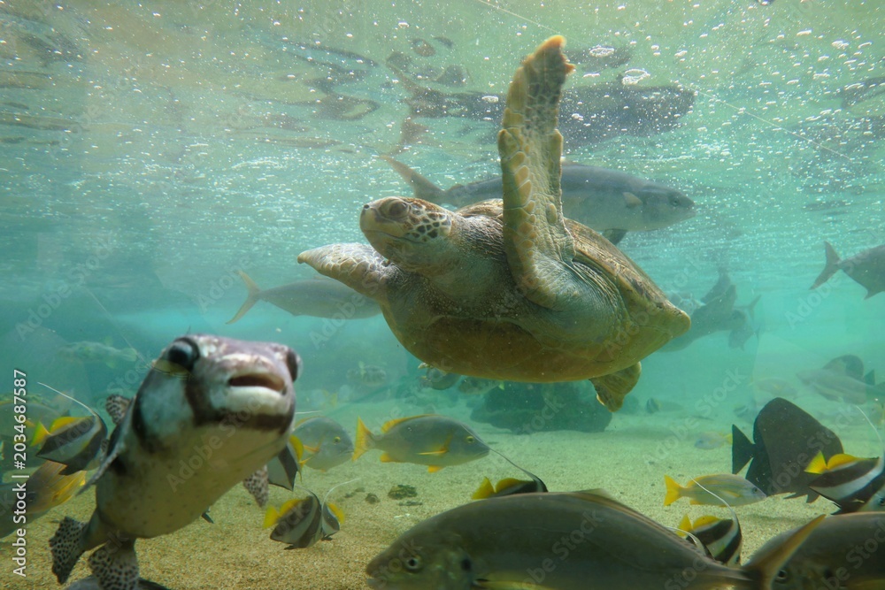 Fototapeta premium Cheerful sea creatures in a large aquarium