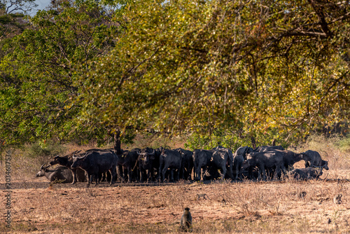 Slika na platnu The water buffalos Bubalus bubalis or domestic buffalos is a large bovid native to the Indian subcontinent, Southeast Asia and China
