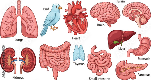 Fényképezés Human anatomy organs collection with brain heart lungs kidneys and digestive sys