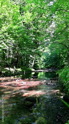 Stream flowing through lush forest. Peaceful woodland environment with vibrant green foliage reflecting on tranquil water surface ideal for nature wellness travel concepts and environmental conservati