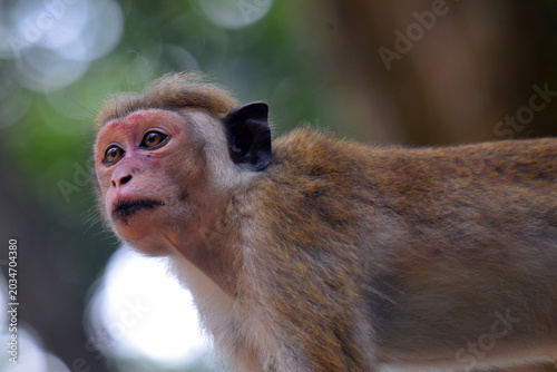Photography The term Red Monkey in Sri Lanka typically refers to the Toque Macaque (Macaca