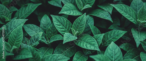 Bild auf Leinwand A close-up view of lush green leaves, showcasing their intricate textures and rich, vibrant colors in a natural setting