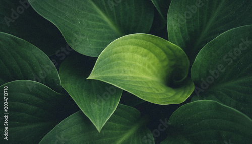 Foto Close-up view of lush green leaves showcasing their intricate textures and shapes in a natural setting, creating a serene and calming atmosphere