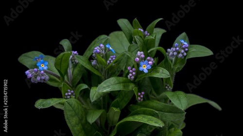 Timelapse of  bouquet of delicate forget-me-not flowers opening
