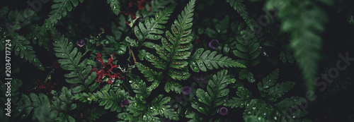 Close-up view of lush green ferns on a dark background, highlighting the intricate patterns and textures of the leaves in a natural setting.