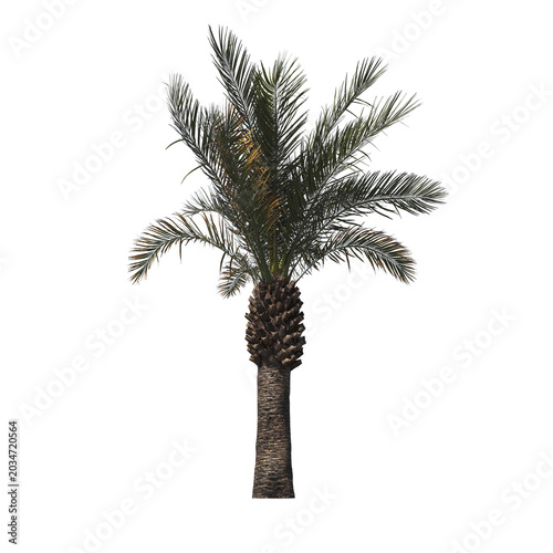 Phoenix Canariensis Palm Tree with Dense Tropical Fronds