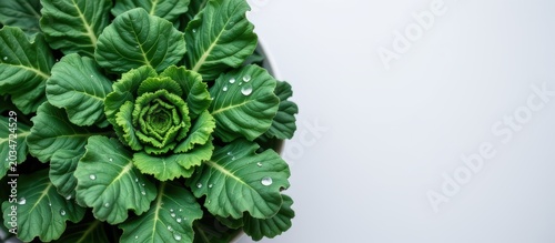 Green ornamental cabbage with textured leaves on white background, space for text on right side