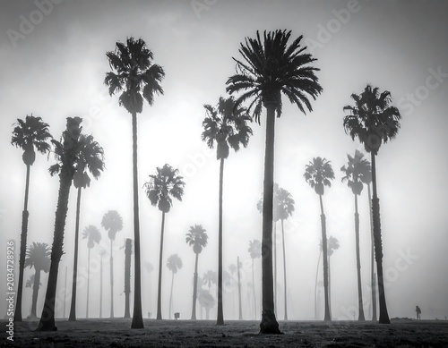 Black and white landscape of tall palm trees shrouded in mist on a cloudy day, creating a surreal atmosphere