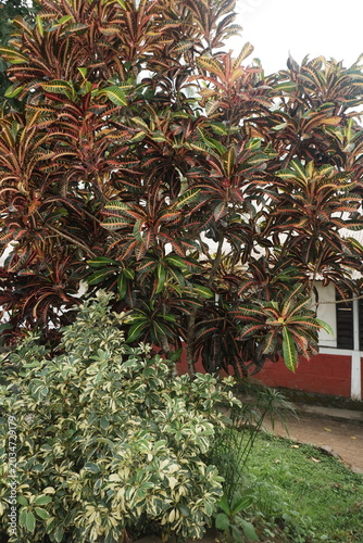 Variegated Tropical Plant with Green and Red Leaves
