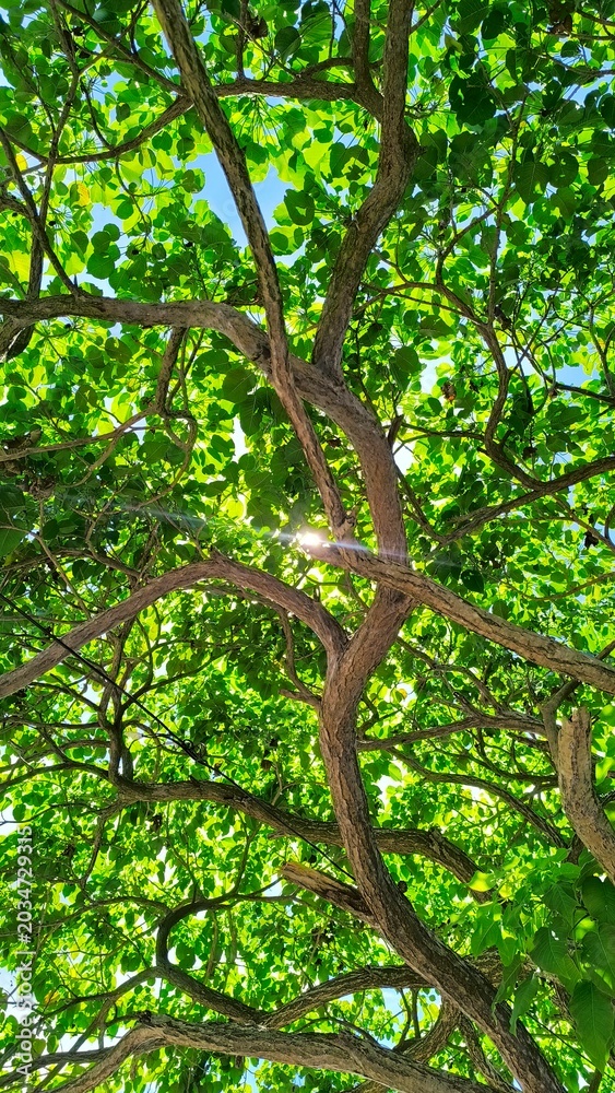 Obraz premium features a low-angle view of a lush tree canopy. Sunlight filters through the dense green foliage, creating a warm sunflare effect . The twisting trunks and branches provide natural texture and a sens
