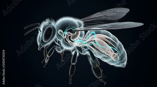 Holographic 3D render of a honeybee internal anatomy, glowing translucent blue and white insect body structure isolated on dark background