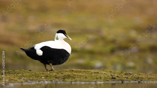Schilderij op canvas Common Eider Drake Standing on Arctic Tundra Moss, Svalbard