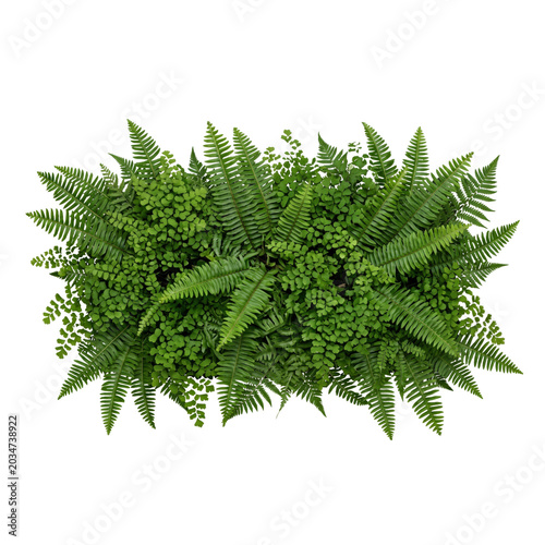 Schilderij op canvas Top down view of dense green fern plant foliage