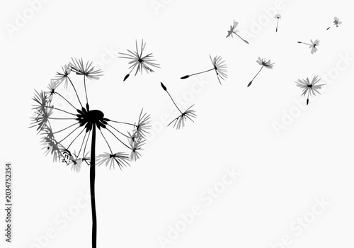 Dandelion flower silhouette with flying seeds, nature concept