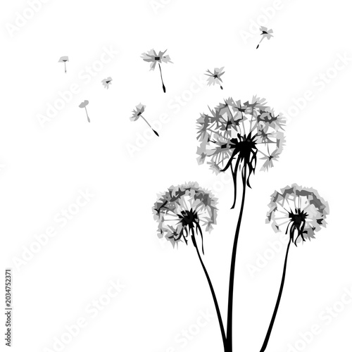 Dandelion flowers blowing in wind, minimalist black and white art