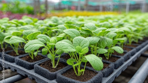Fresh Green Seedlings Growing in Trays at Organic Nursery Greenhouse for Cultivation of Vegetables and Herbs