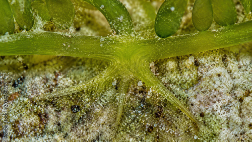 Fascinating macro detail revealing green taxifolia invasive alga stolon attachment mechanism securing tightly to sandy ocean seabed floor showing incredible aquatic survival growth
