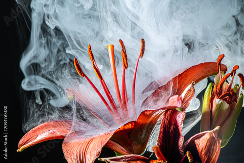 Smoke on Lilium Flower