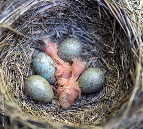 Fieldfare (Turdus pilaris) nest