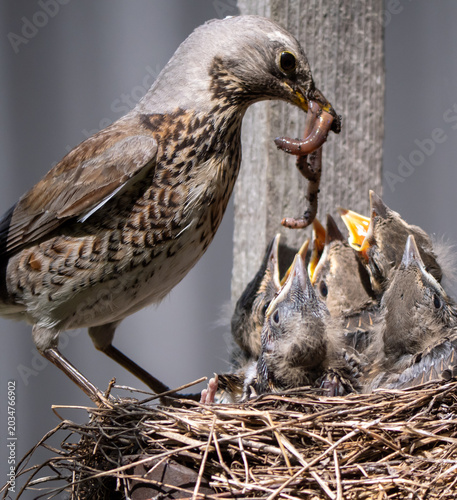 Fieldfare (Turdus pilaris) nest