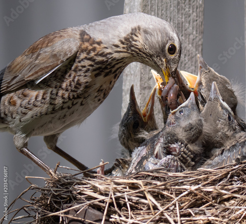 Fieldfare (Turdus pilaris) nest