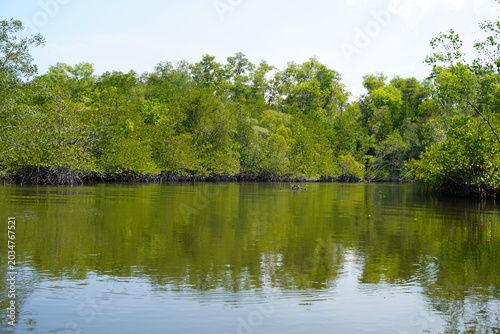 The fertile mangrove forest on the coast of Ban Tha Din Daeng, Thai Mueang District, Phang Nga Province Thailand