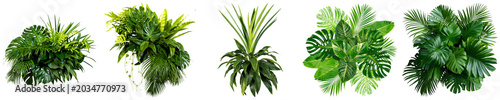 Canvas-taulu Assortment of vibrant tropical green plants and exotic leaves, realistic raster images