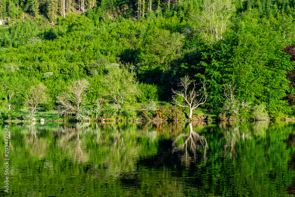 Fototapeta premium Dead trees at woodland edge reflected in calm green waters surrounded by lush summer foliage