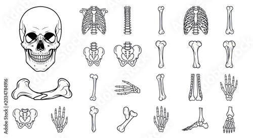 Foto Human Skeleton Anatomy Illustration: Skull, Ribs, Pelvis, Bones, Hands