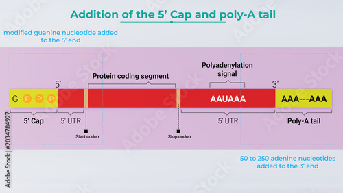 3d illustration of RNA processing diagram with 5' Cap and poly-A tail addition, Messenger RNA Maturation Infographic
